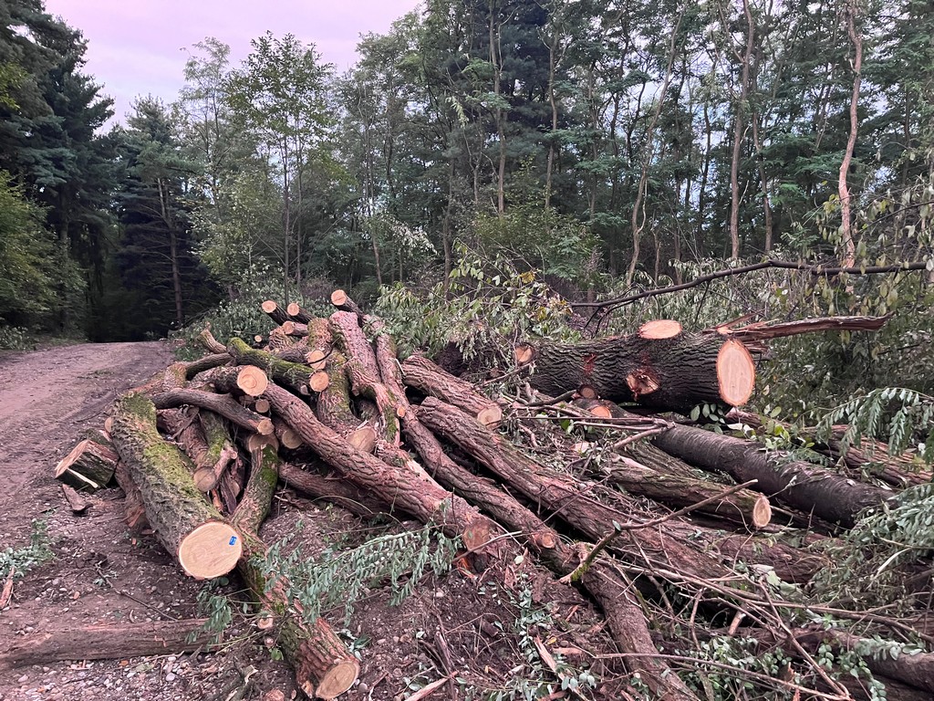 ‘GOLOSJEK’ STABALA Mještani se pitaju: Zbog čega se ruše stabla u ‘Martici’? Istražili smo, evo odgovora