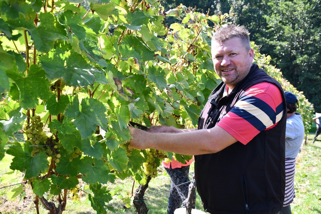 Vinarija Horvat, berba