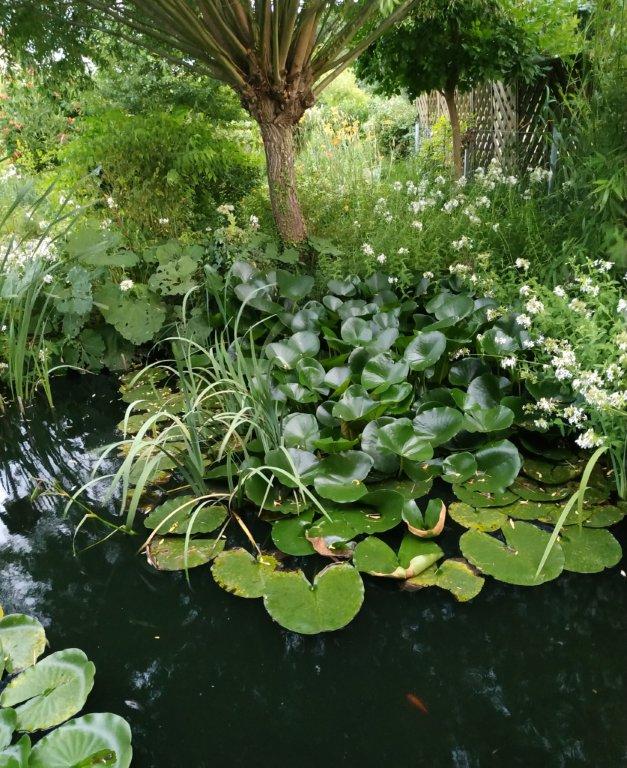 Biljno carstvo Vanje i Alena u Šenkovcu: Njihov vrt ‘Četiri godišnja doba’ mami poglede