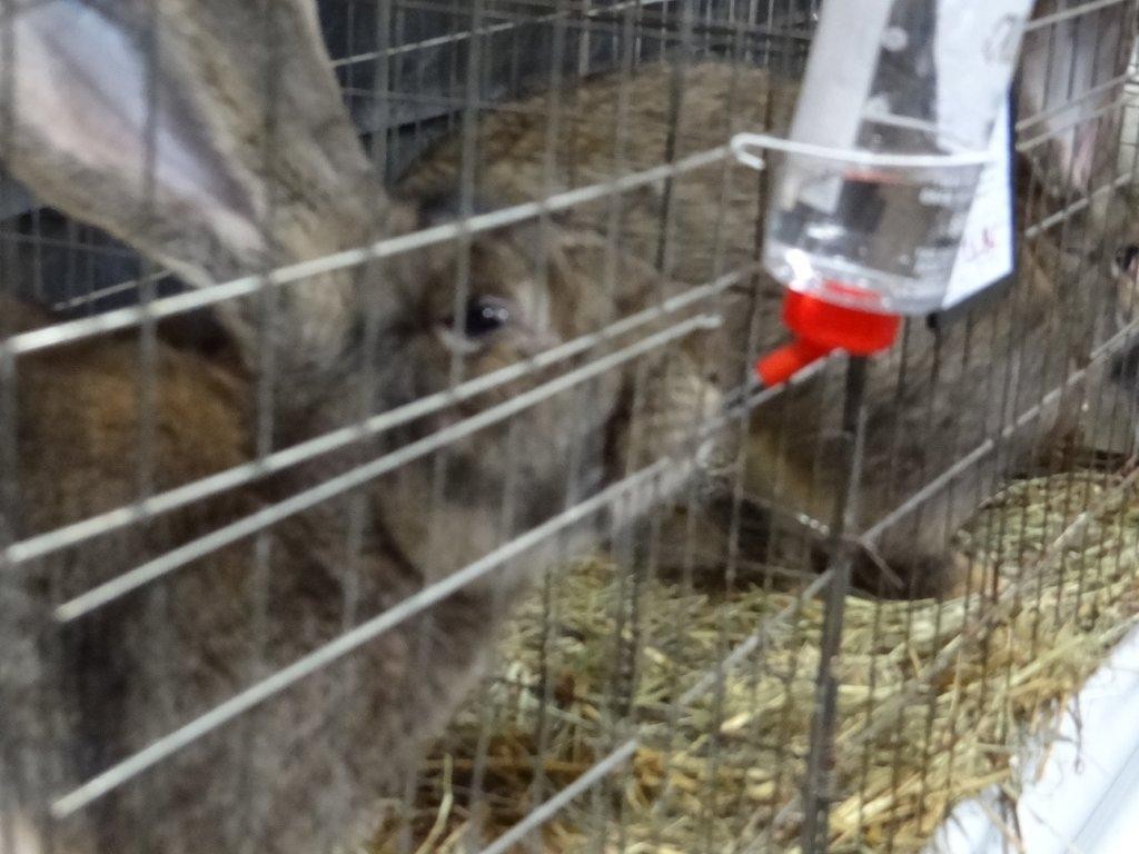FOTO Održana izložba malih životinja u Kotoribi: Proglašeno čak 42 šampiona!
