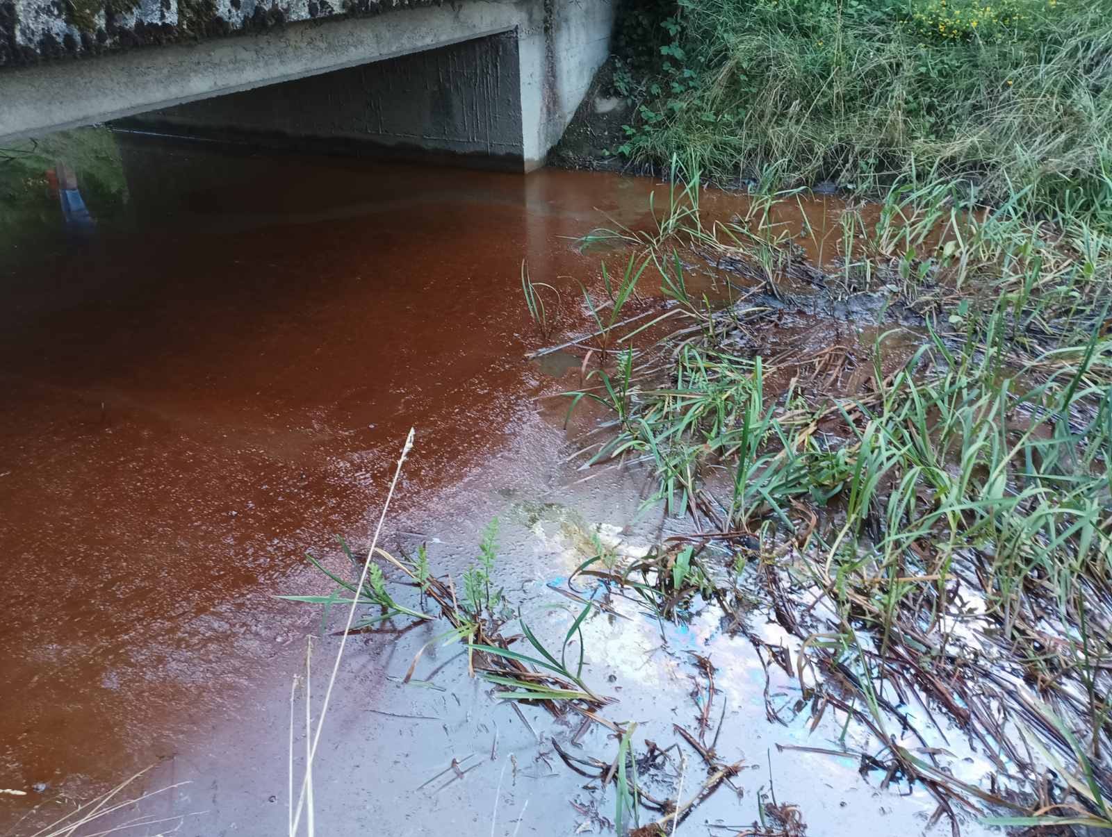 Pomor ribe u Donjem Hrašćanu