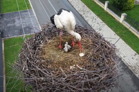 bijela roda i mladi ptići
