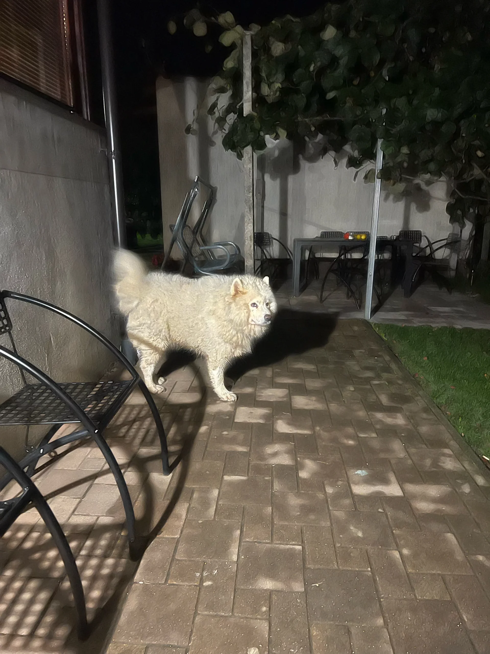 bijeli psi, bogdanovec (1) bijeli psi, bogdanovec (1)