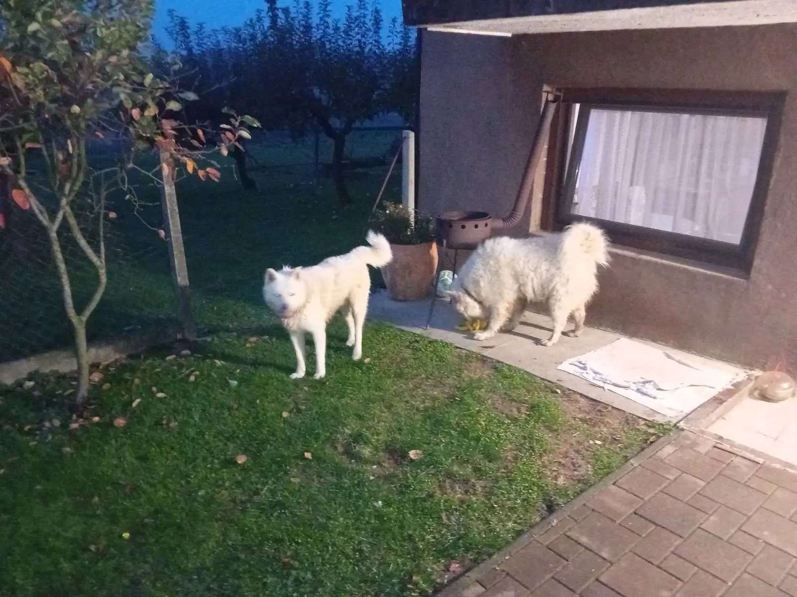 bijeli psi, bogdanovec (2) bijeli psi, bogdanovec (2)