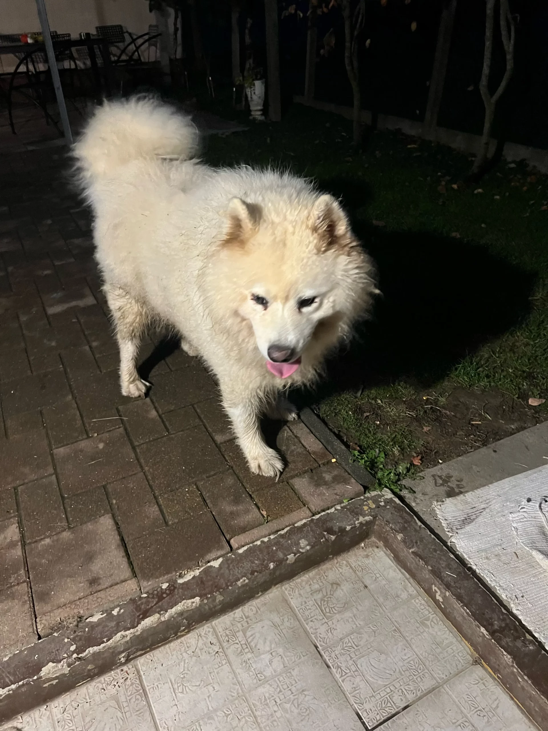 bijeli psi, bogdanovec (3) bijeli psi, bogdanovec (3)