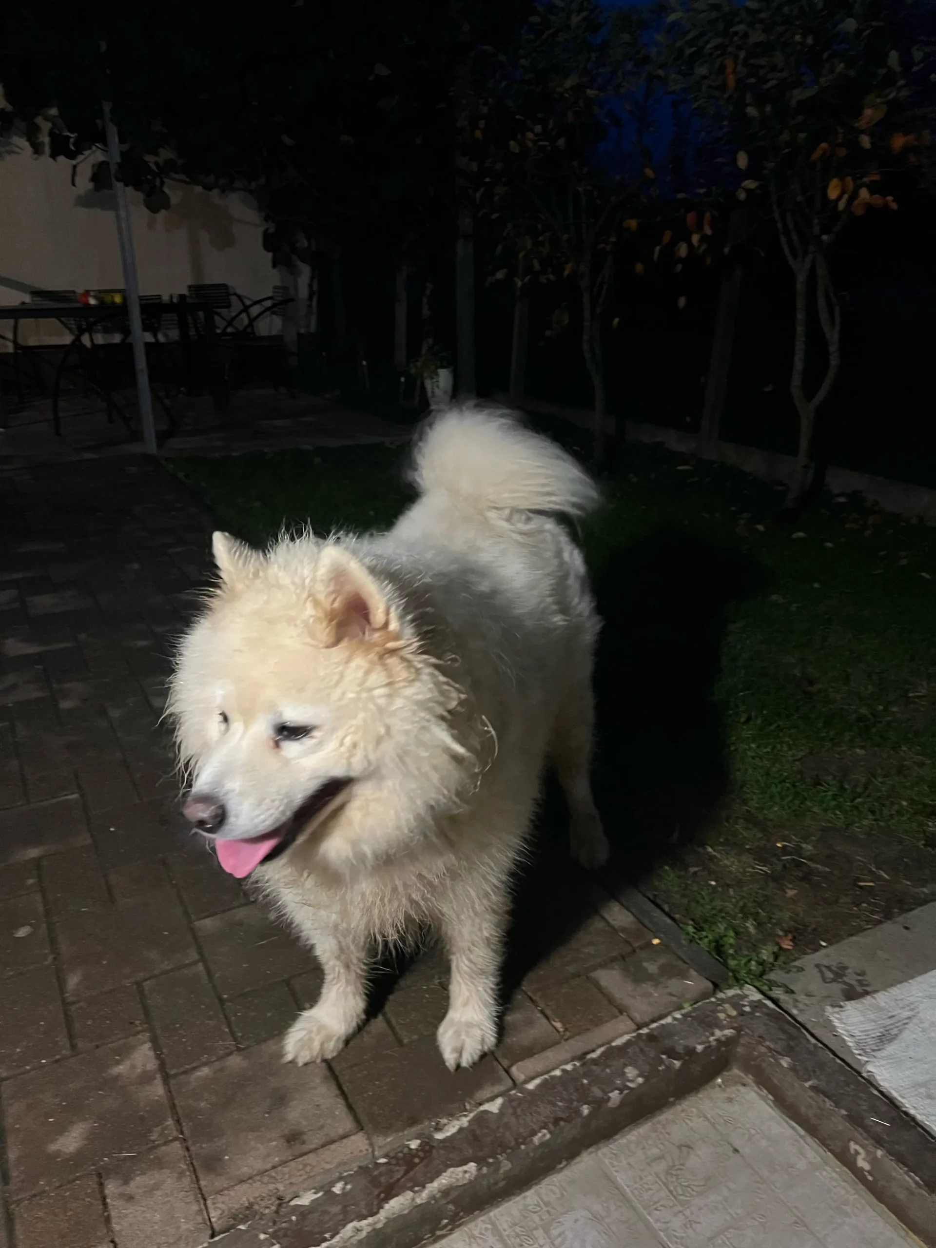 bijeli psi, bogdanovec (4) bijeli psi, bogdanovec (4)