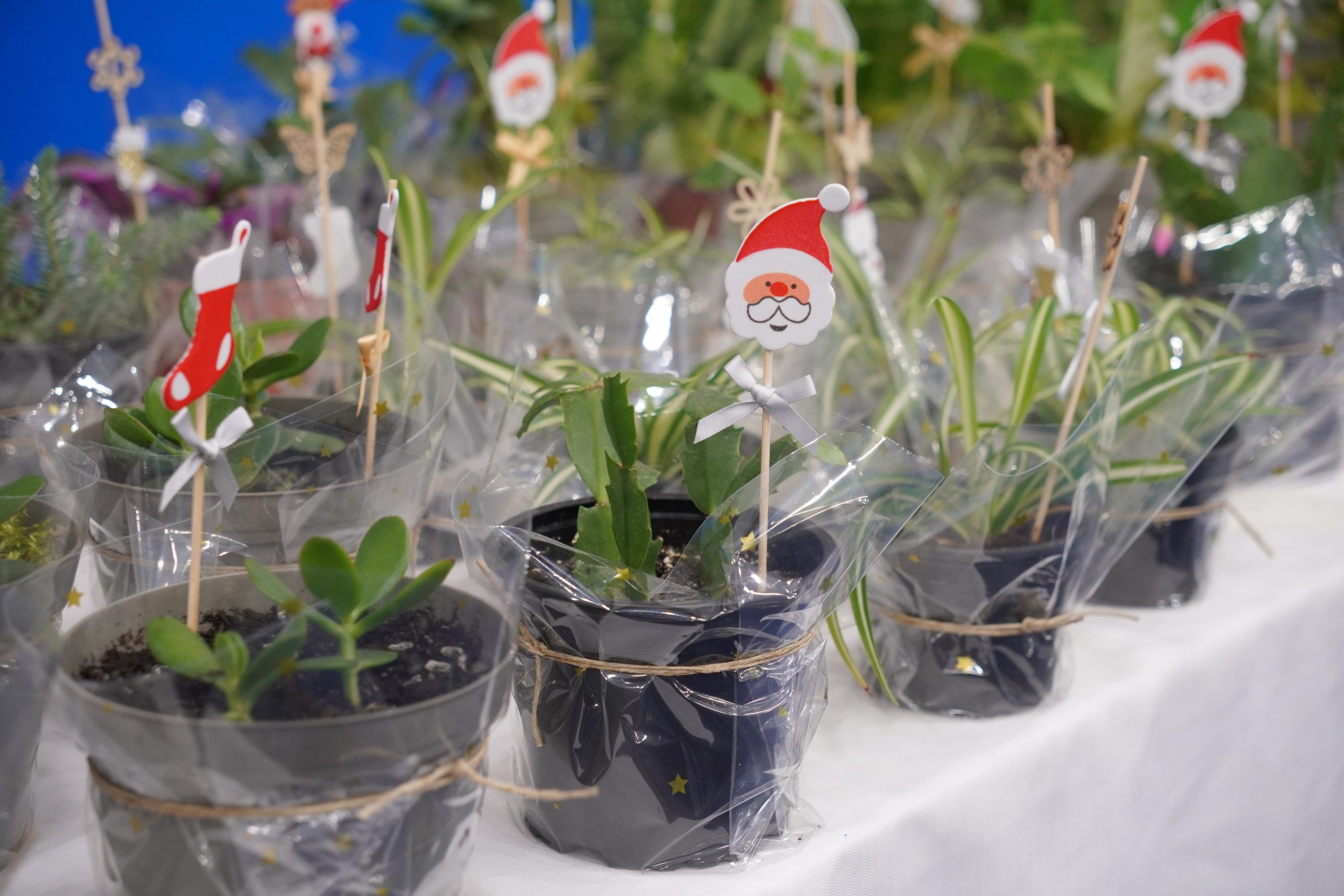 biljke božićna priredba OŠ Strahoninec (35) biljke božićna priredba OŠ Strahoninec (35)