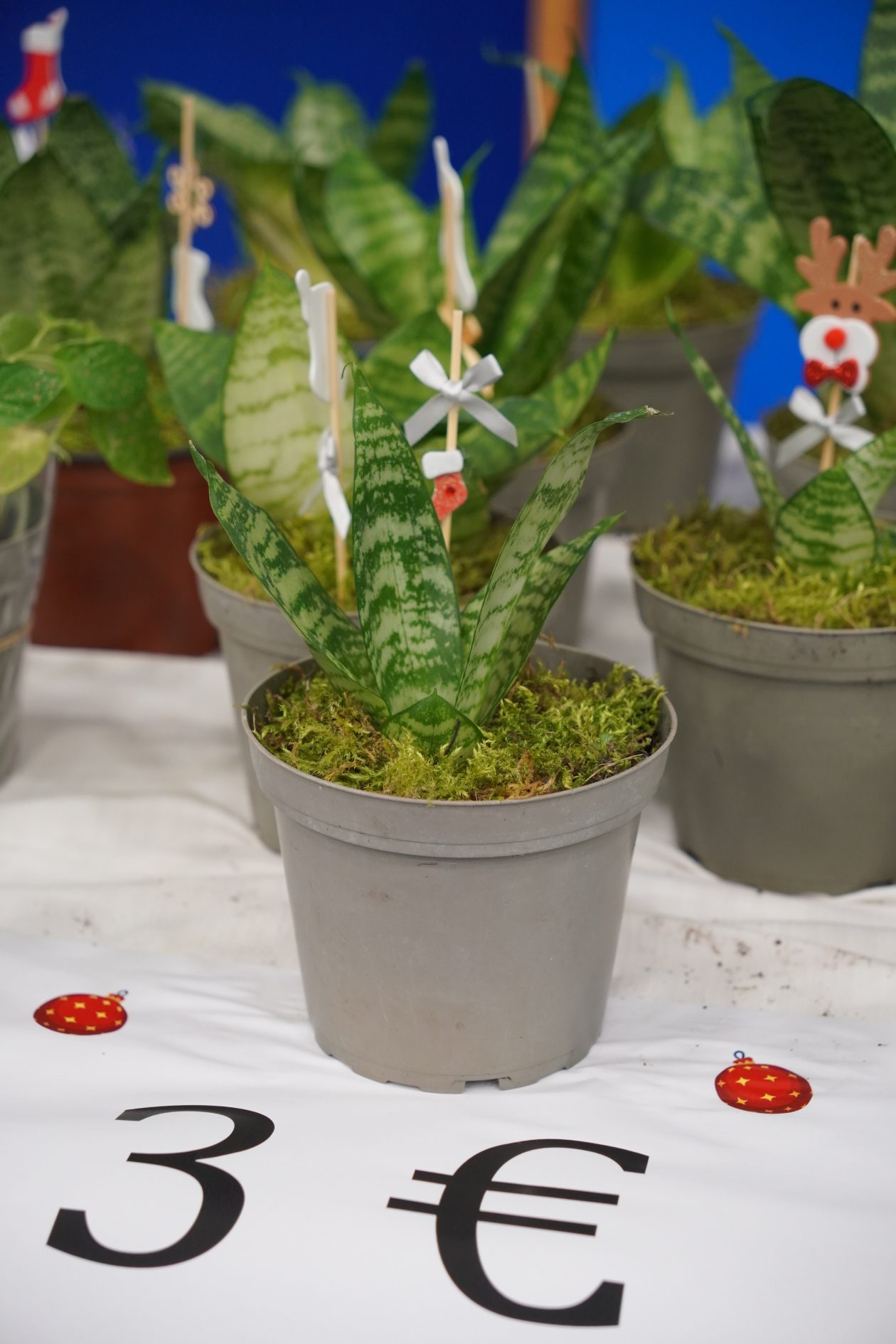 biljke božićna priredba OŠ Strahoninec (38)