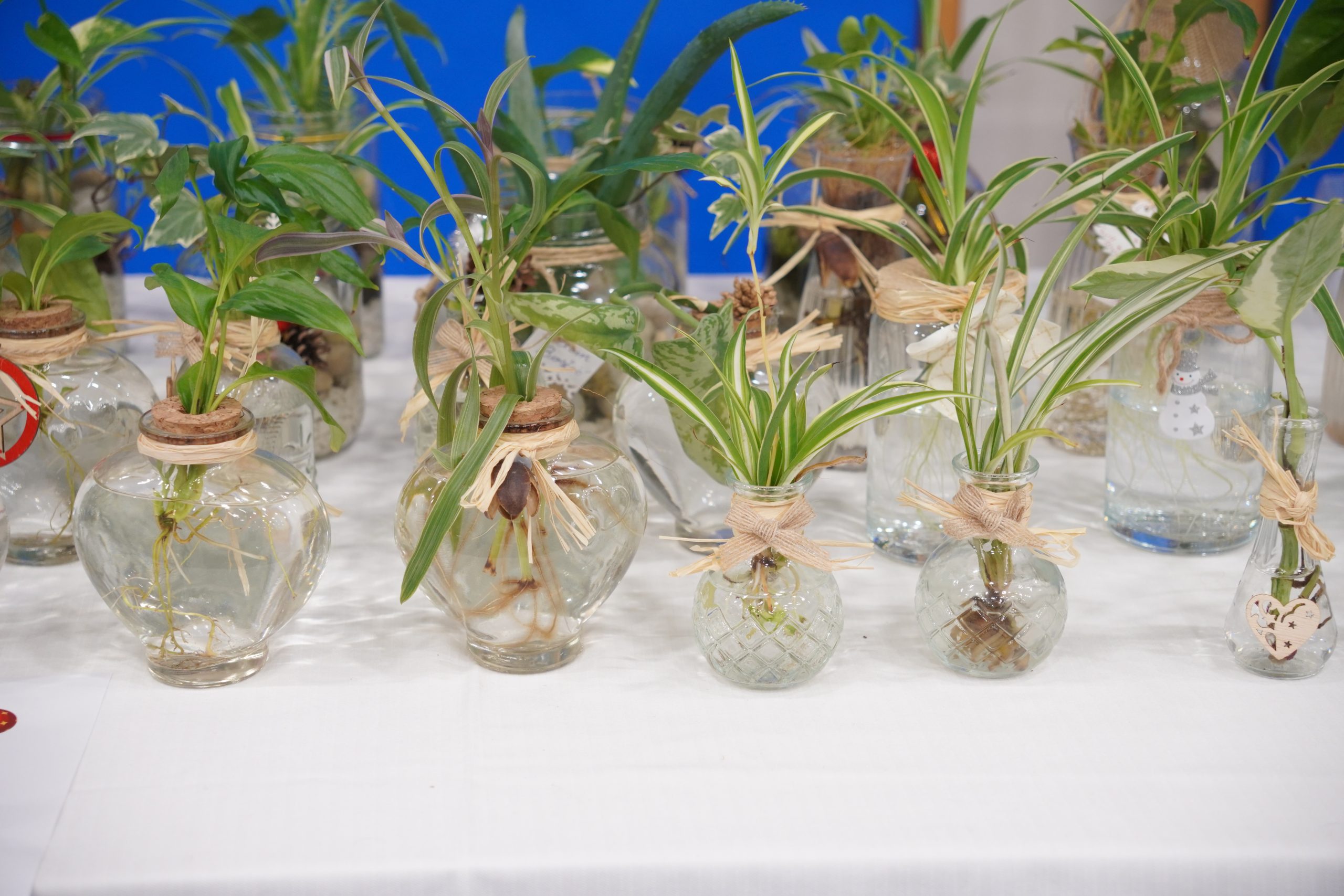 biljke božićna priredba OŠ Strahoninec (39) biljke božićna priredba OŠ Strahoninec (39)