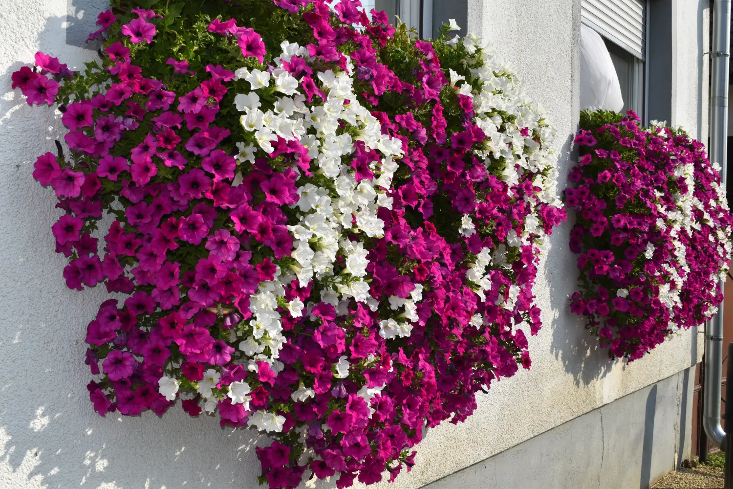 biserka hajdarović (1) biserka hajdarović (1)