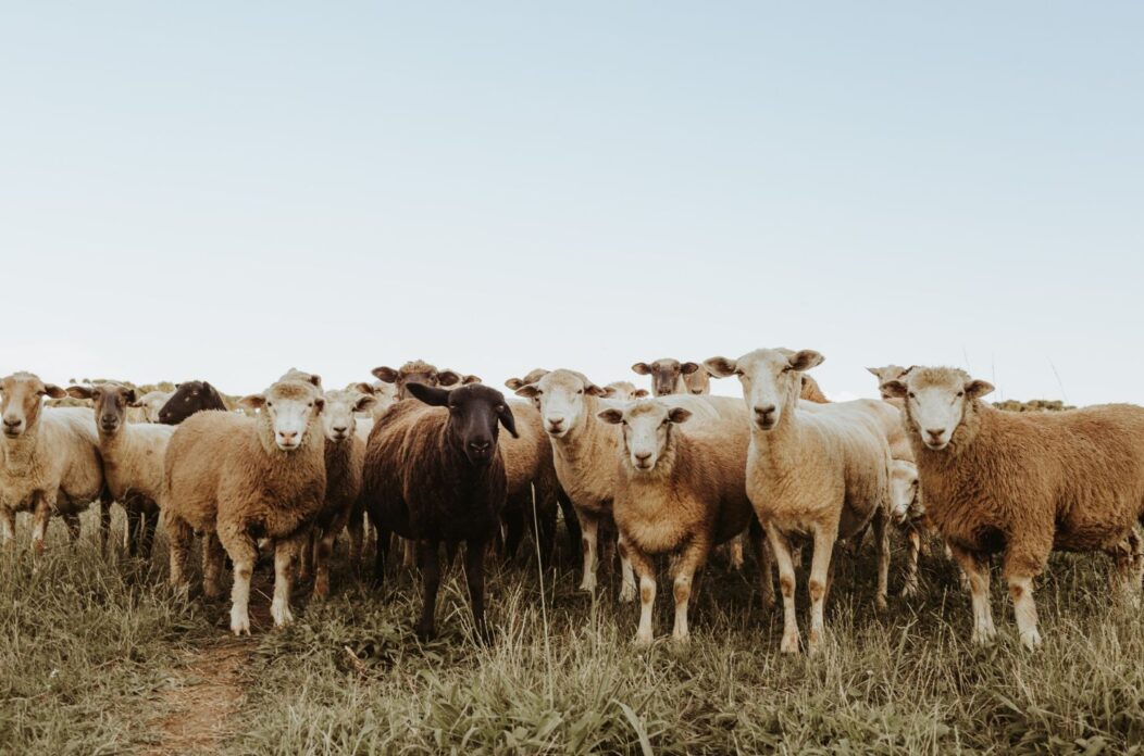 bolest plavog jezika bolest plavog jezika