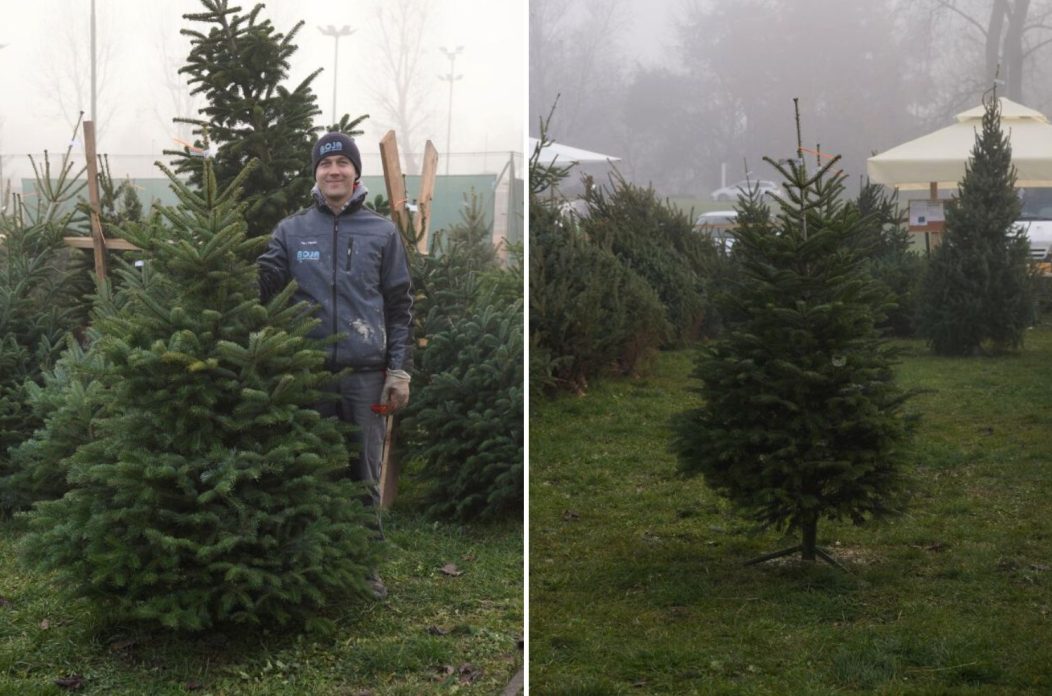 bor smreka jela prodaja bor smreka jela prodaja