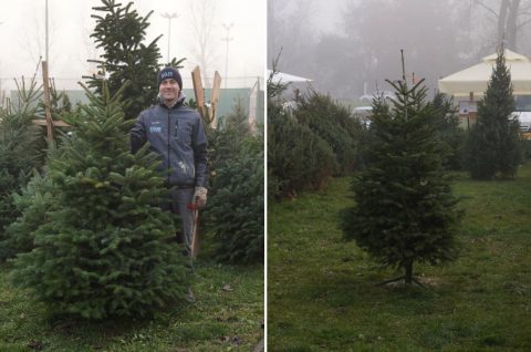 bor smreka jela prodaja