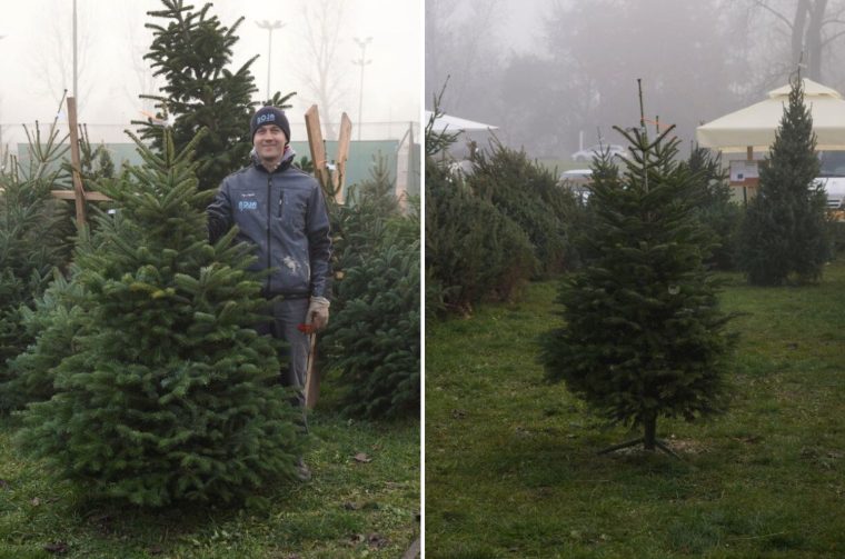 bor smreka jela prodaja