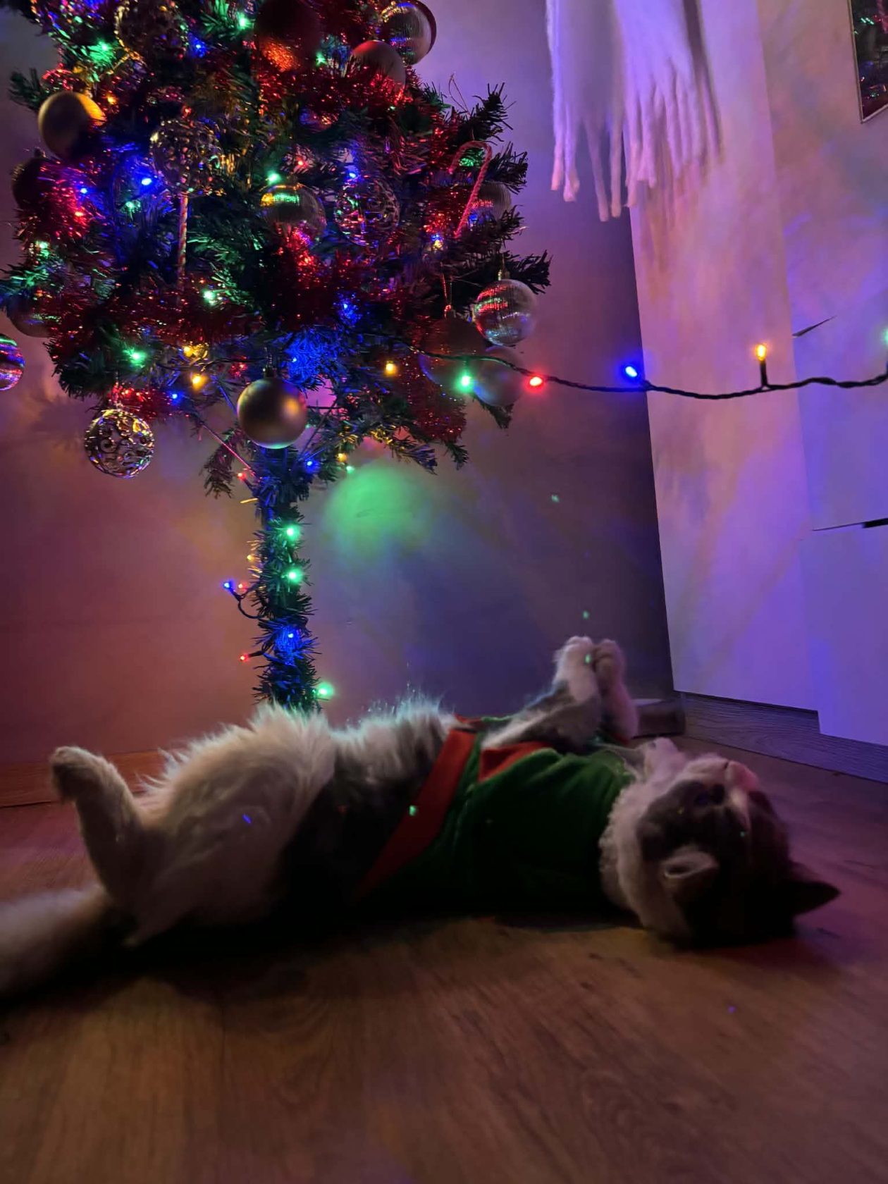 božić ljubimci pas mačka (1)