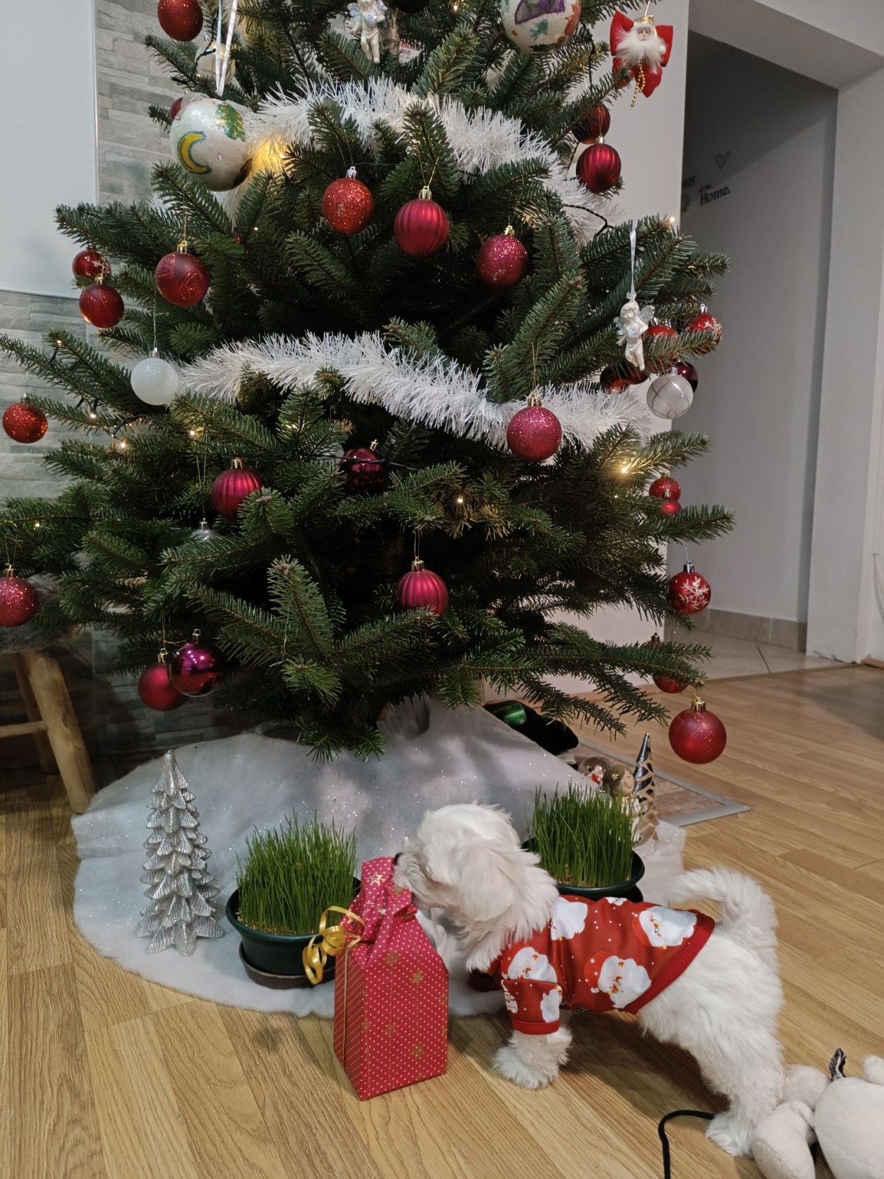 božić ljubimci pas mačka (11)