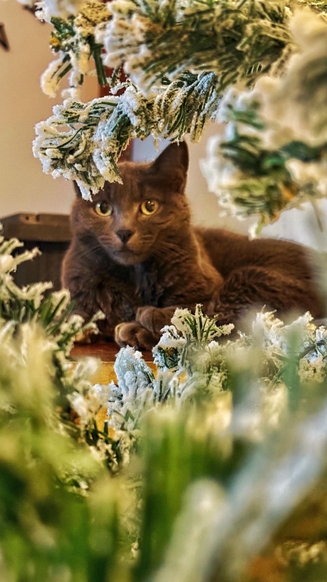 božić ljubimci pas mačka (12)