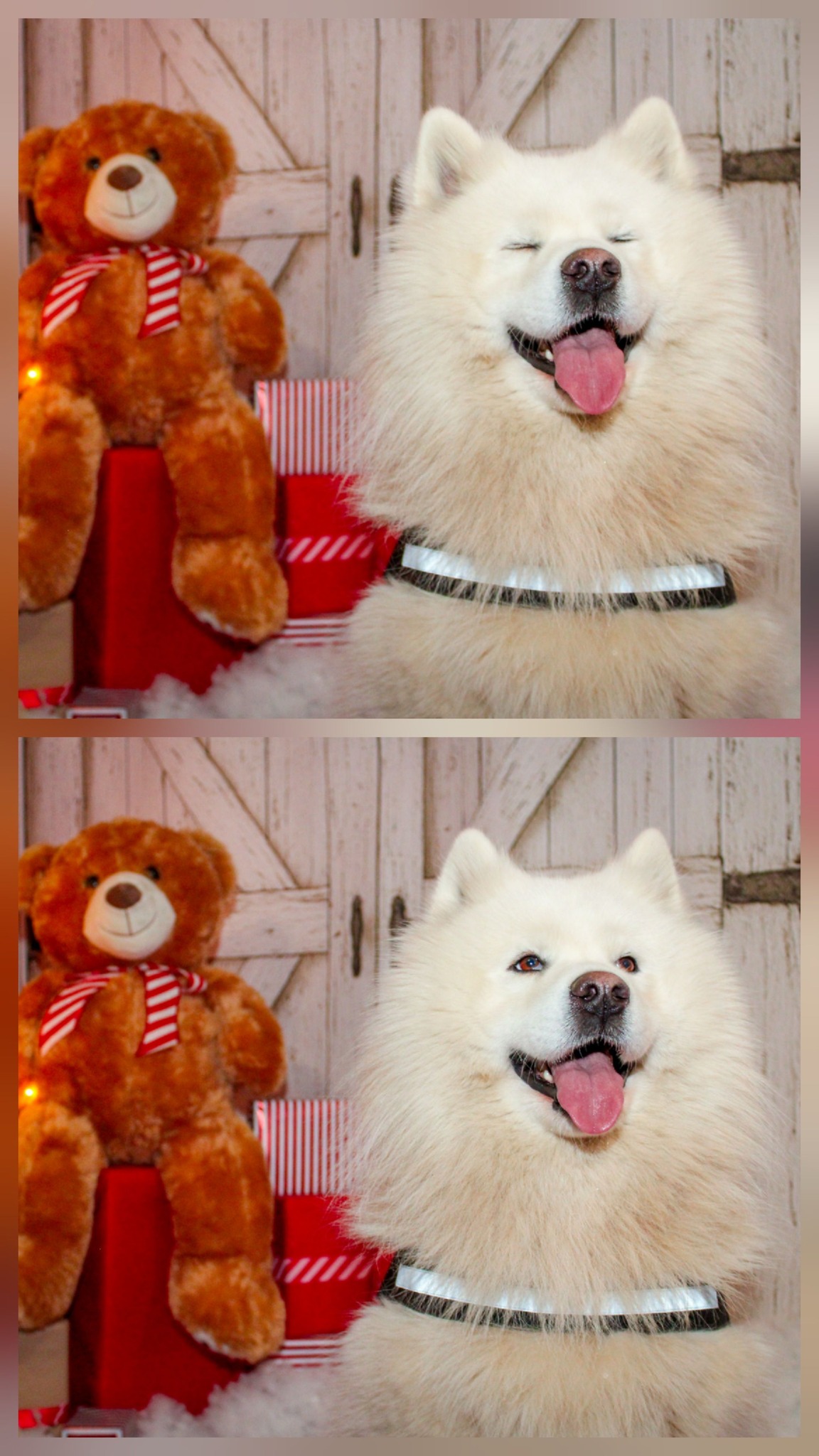 božić ljubimci pas mačka (13)