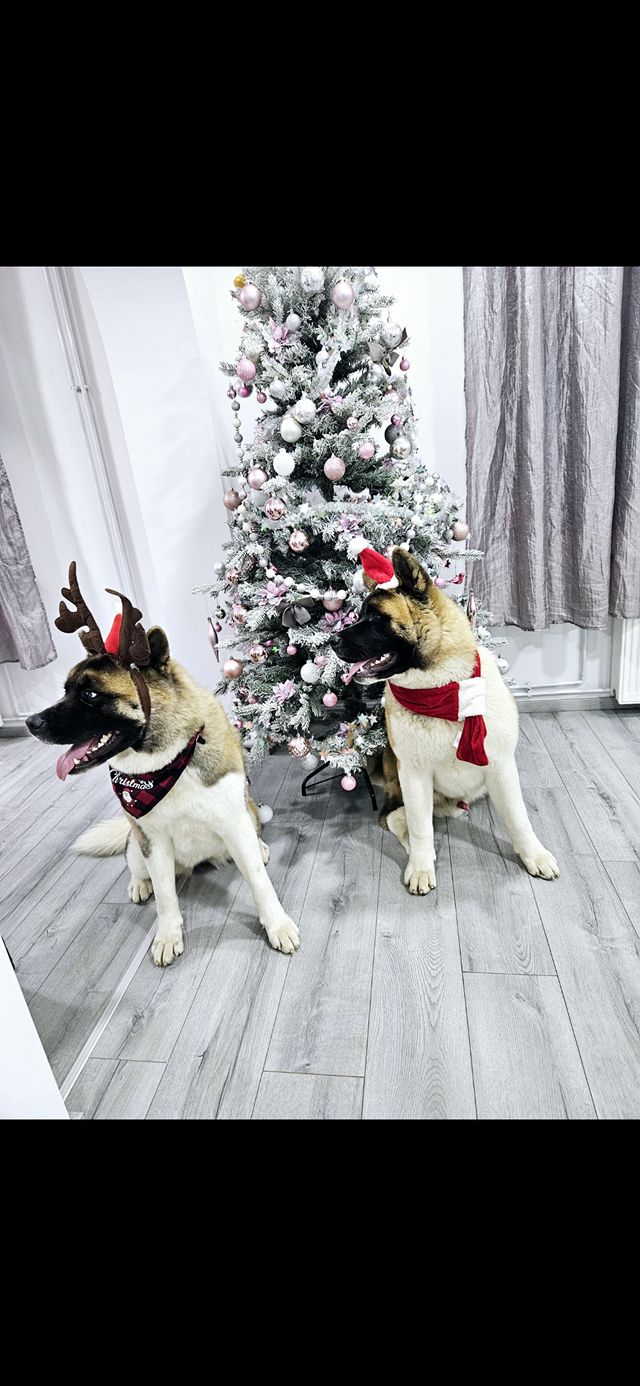 božić ljubimci pas mačka (14)