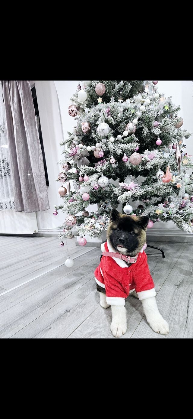 božić ljubimci pas mačka (15)