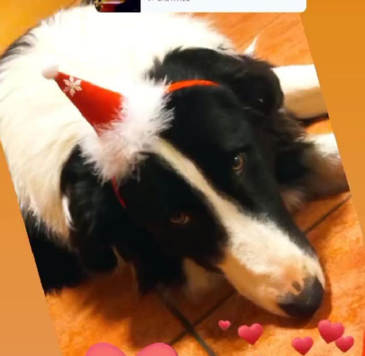 božić ljubimci pas mačka (16)