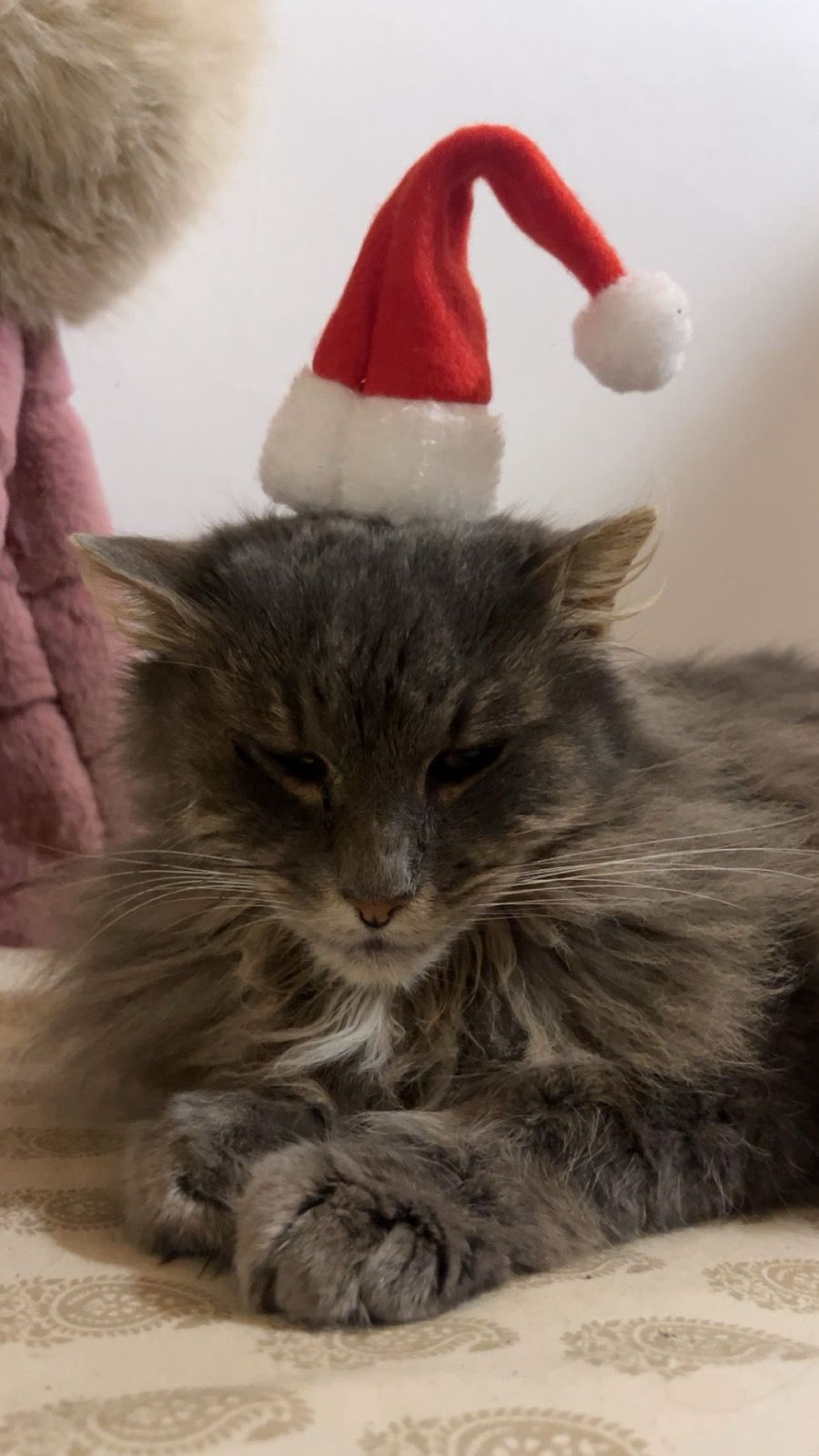 božić ljubimci pas mačka (17)