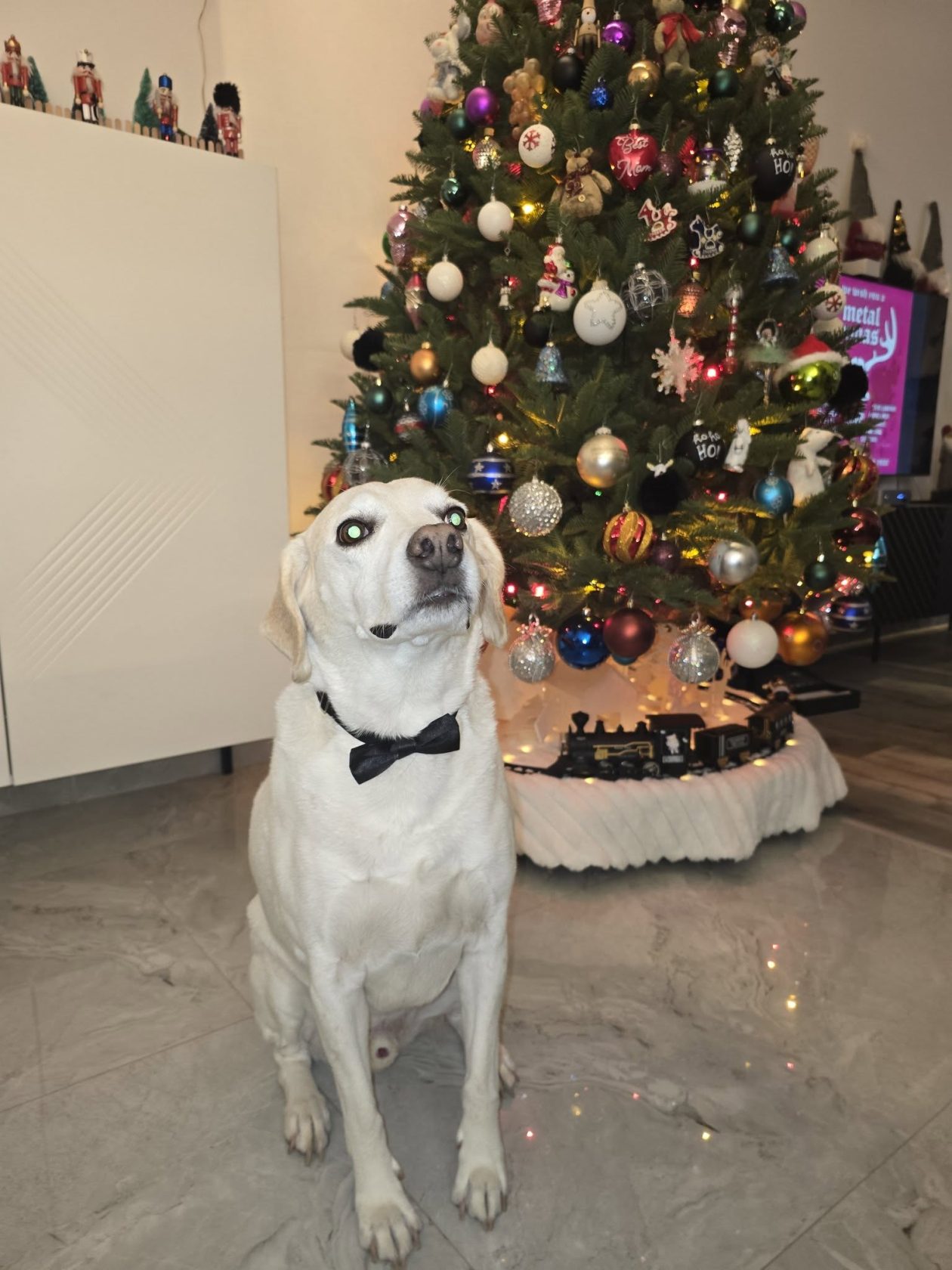 božić ljubimci pas mačka (18)