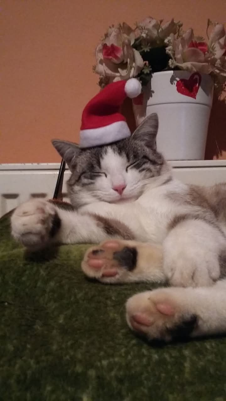 božić ljubimci pas mačka (19)