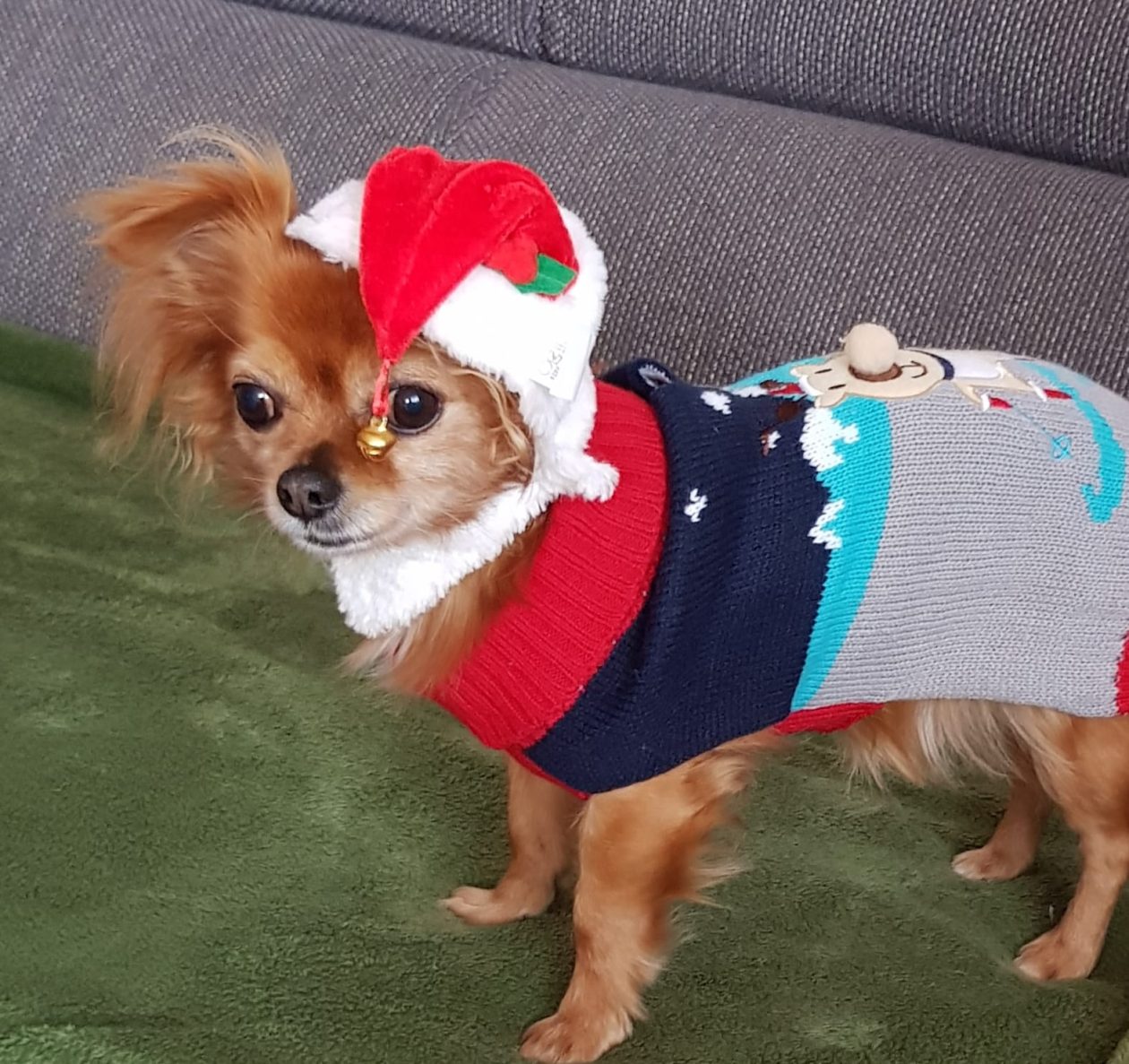 božić ljubimci pas mačka (2)