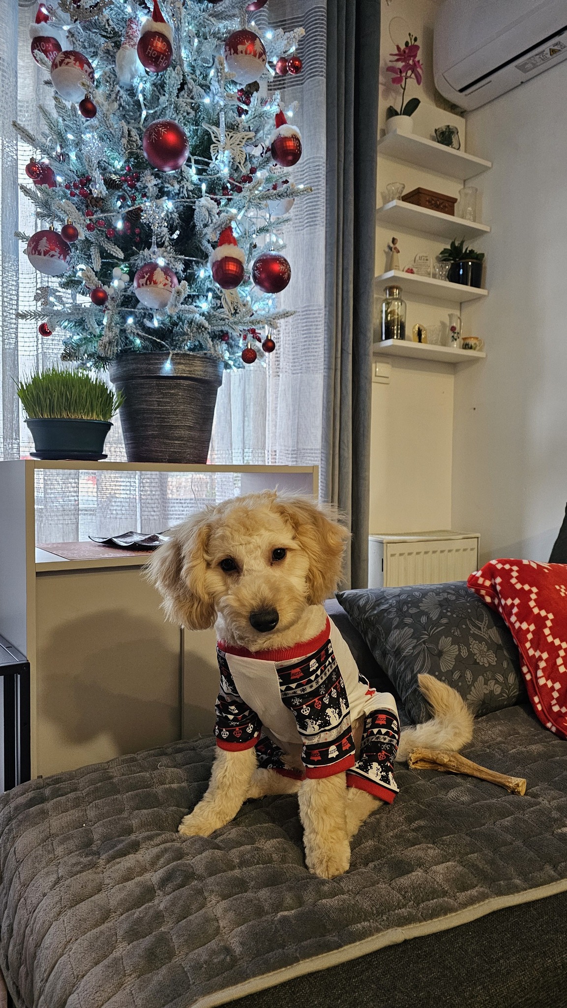 božić ljubimci pas mačka (22)