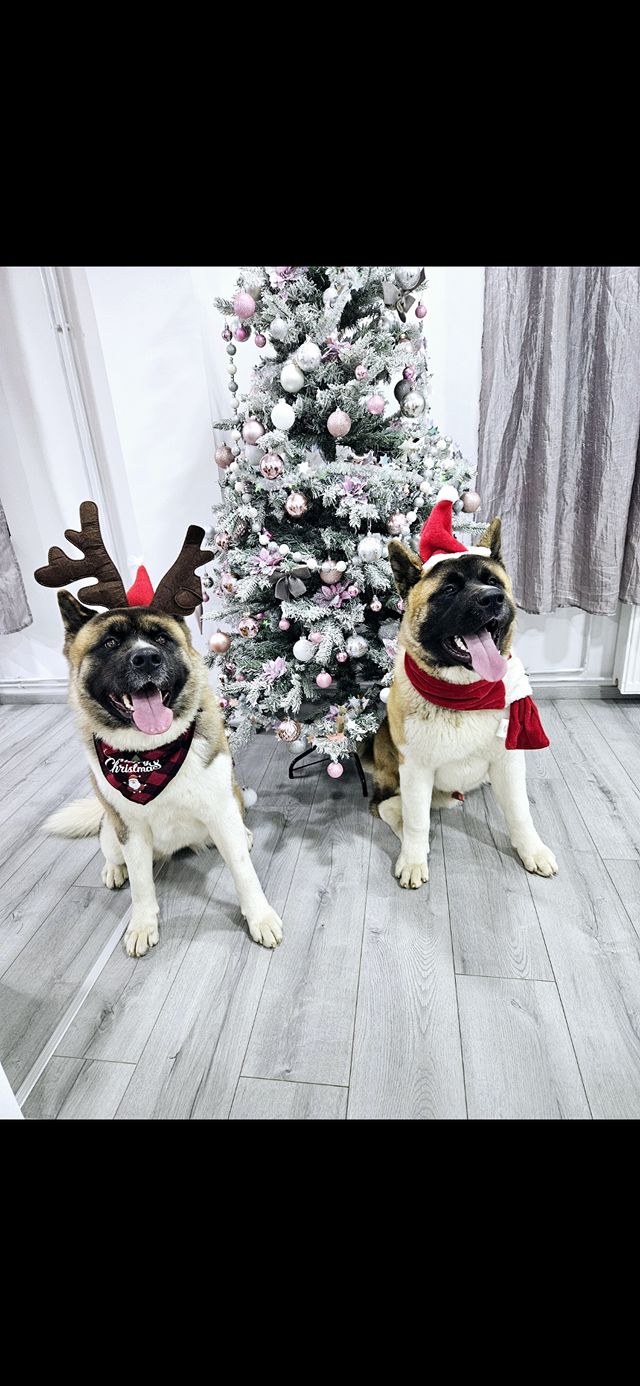 božić ljubimci pas mačka (23)