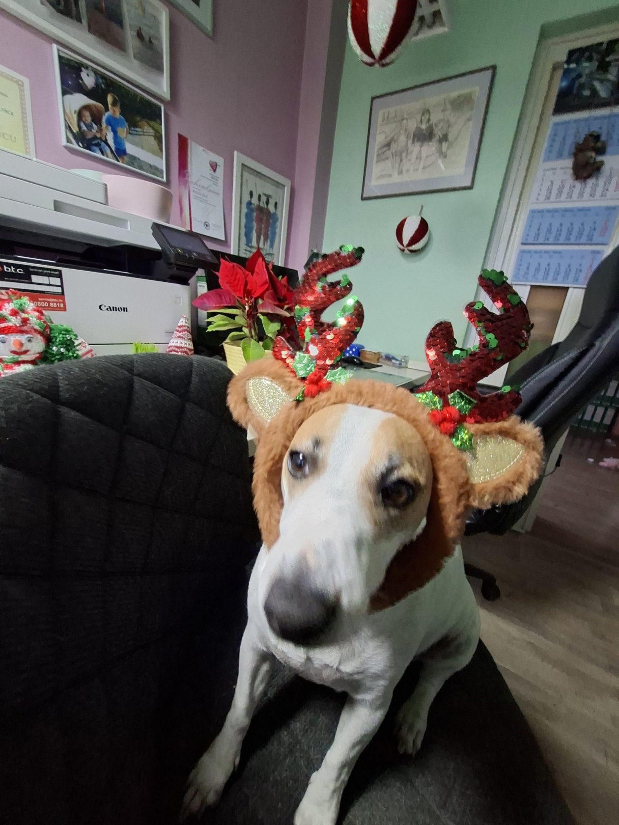 božić ljubimci pas mačka (24)