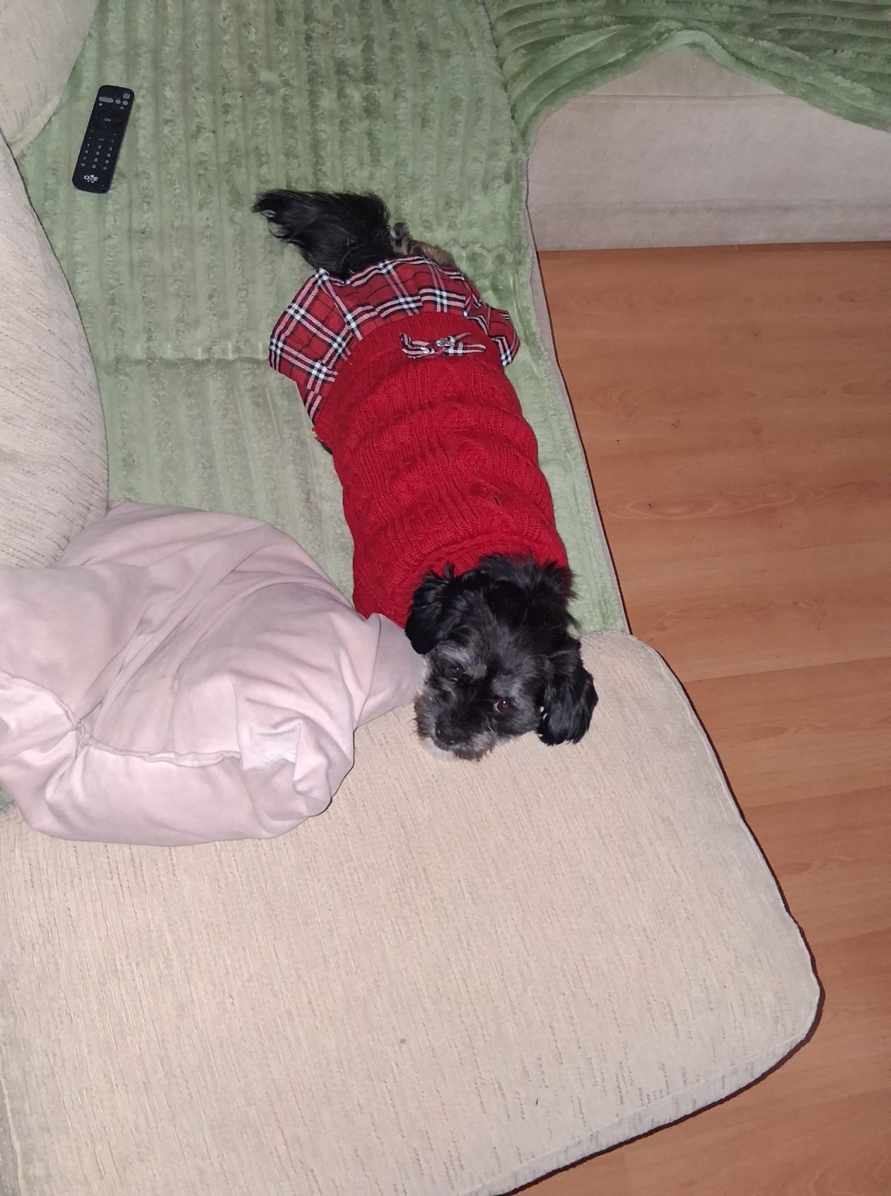 božić ljubimci pas mačka (25)