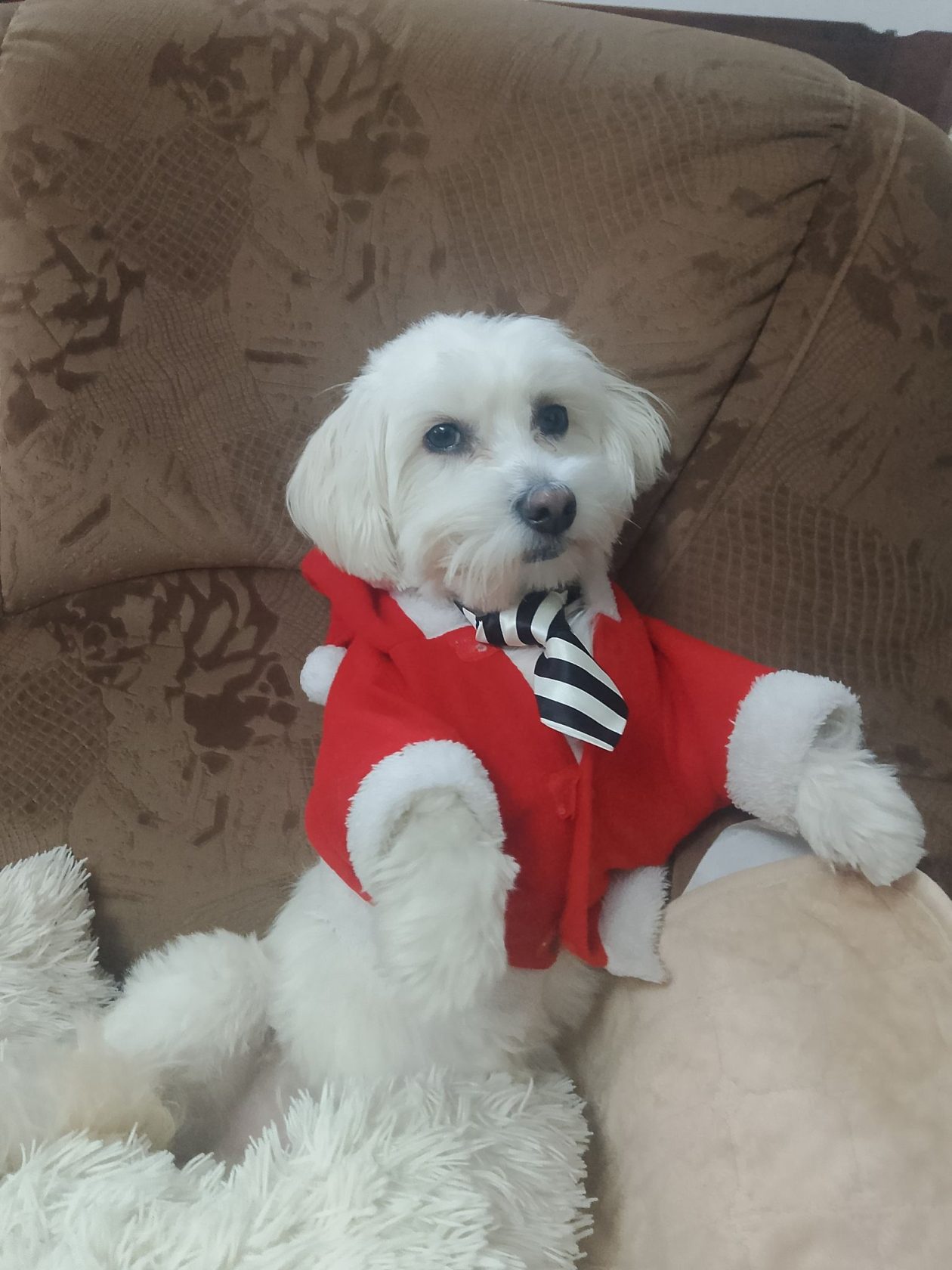 božić ljubimci pas mačka (27)