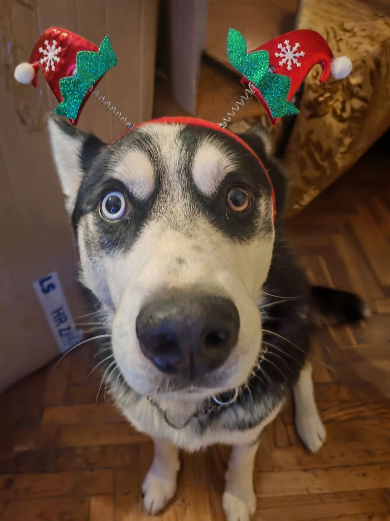 božić ljubimci pas mačka (28)