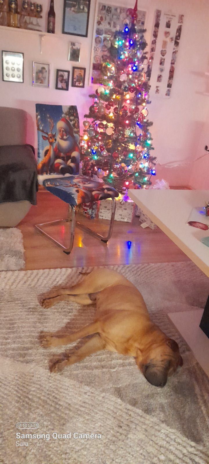 božić ljubimci pas mačka (29)