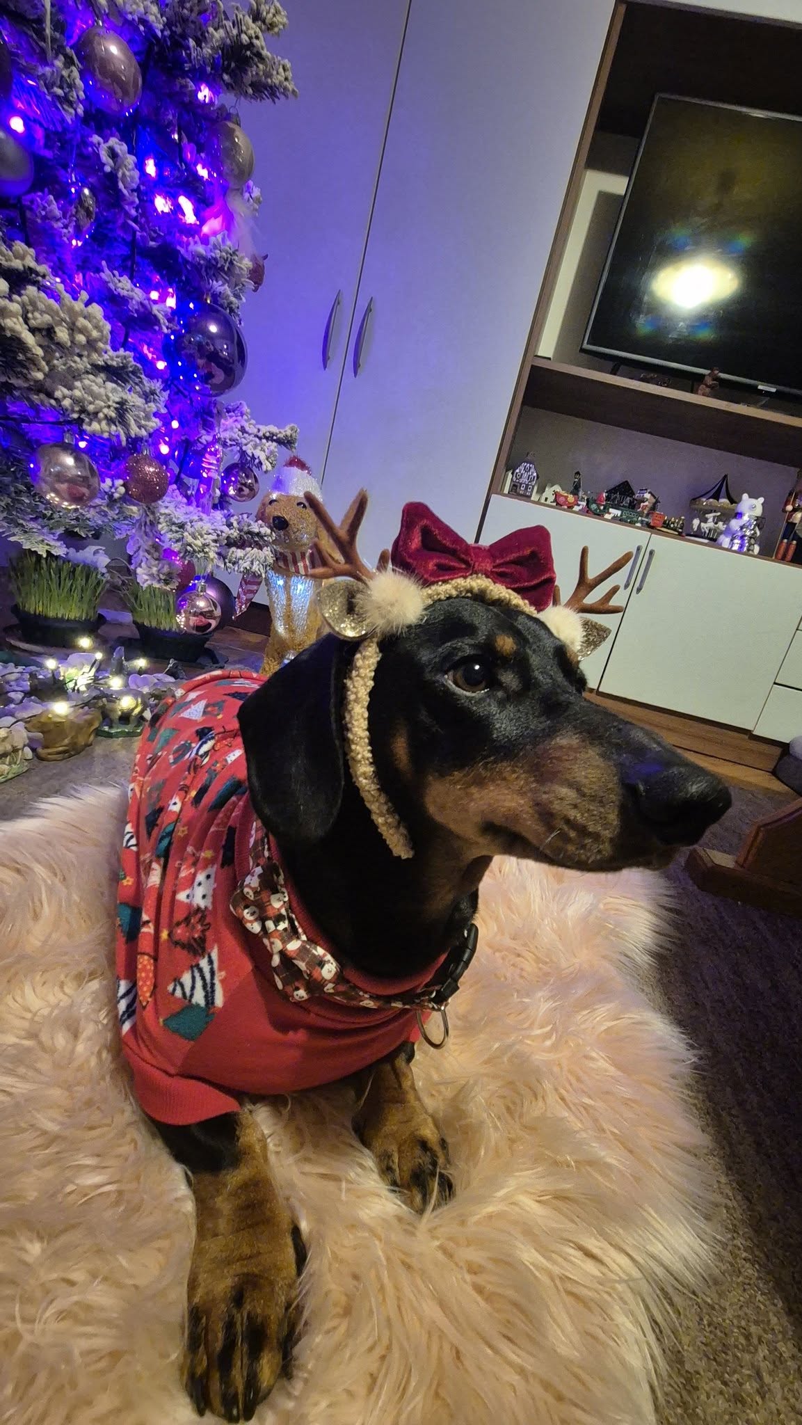 božić ljubimci pas mačka (3)