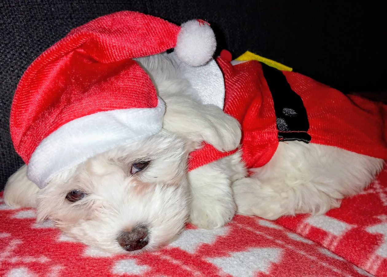 božić ljubimci pas mačka (32)