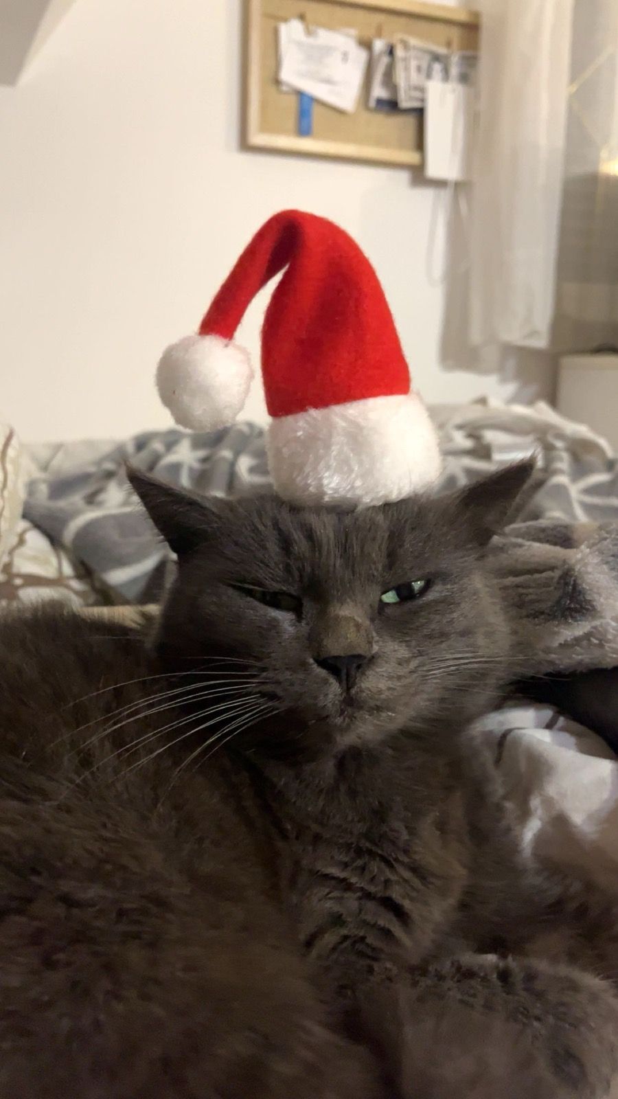 božić ljubimci pas mačka (33)