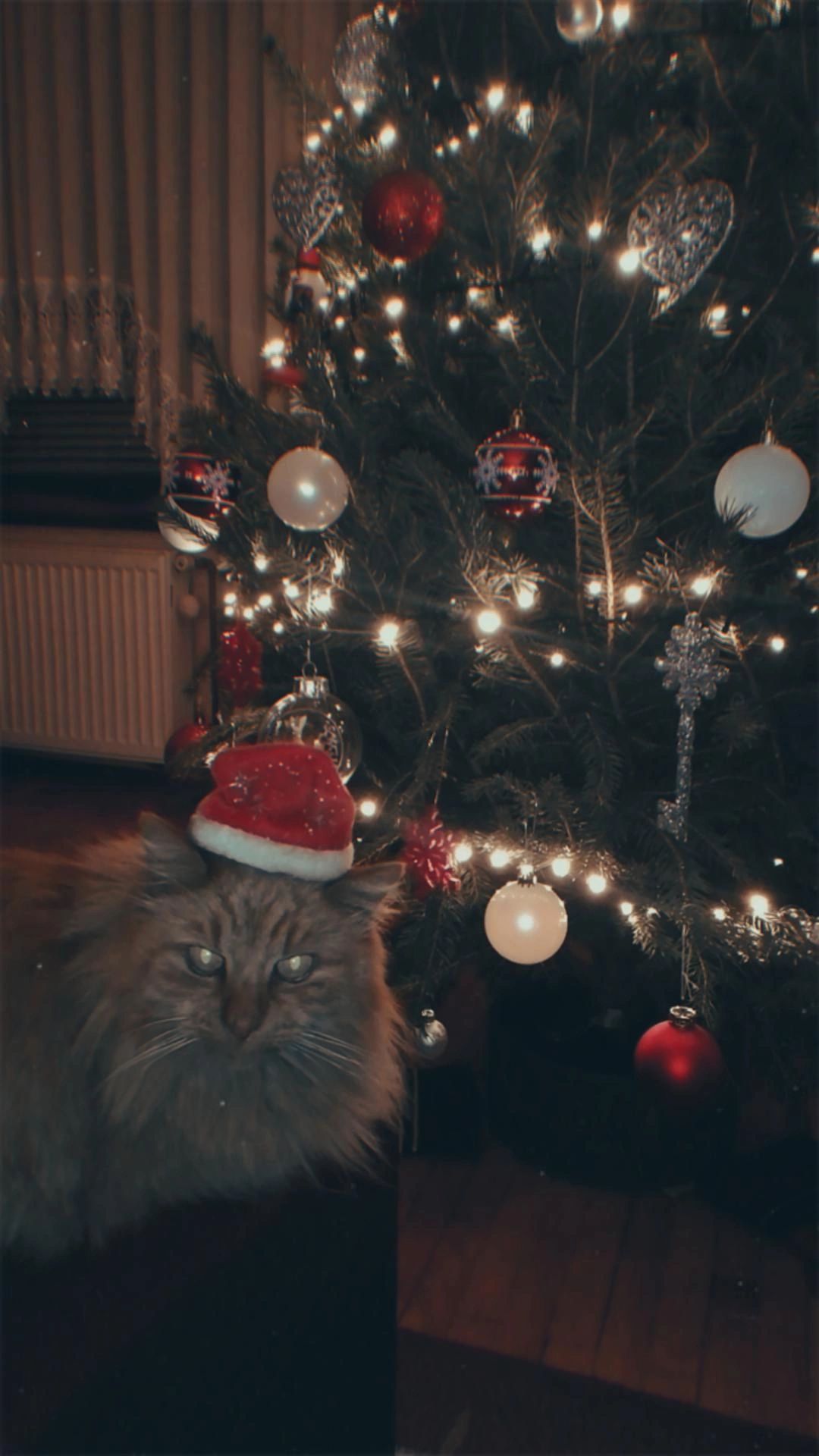 božić ljubimci pas mačka (34)