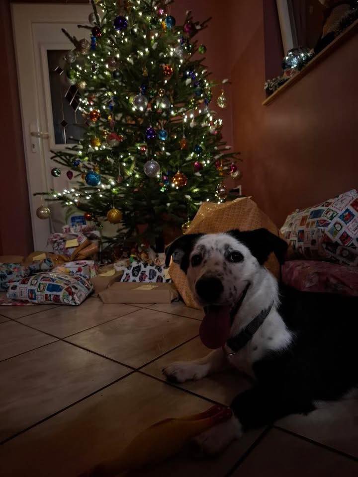 božić ljubimci pas mačka (36)