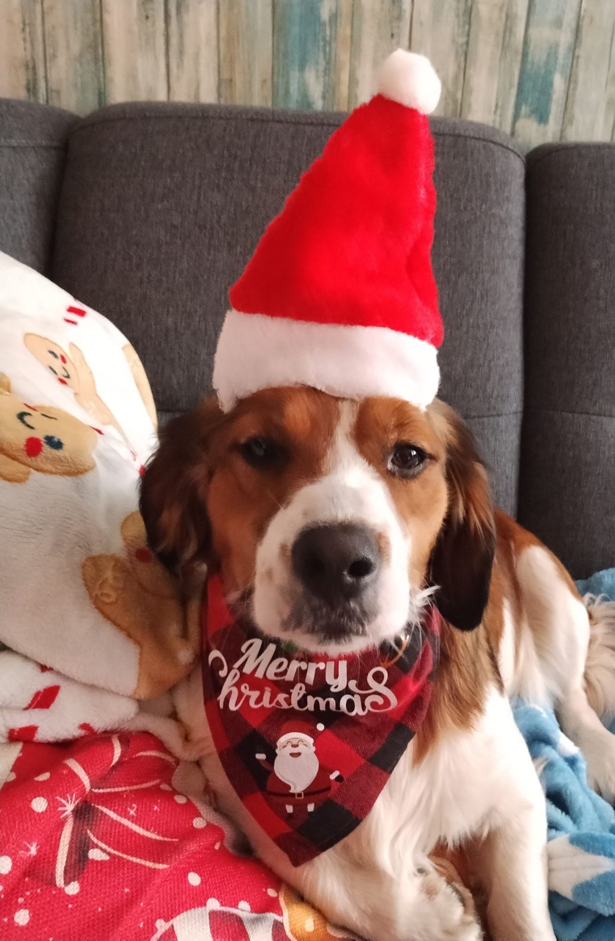 božić ljubimci pas mačka (37)