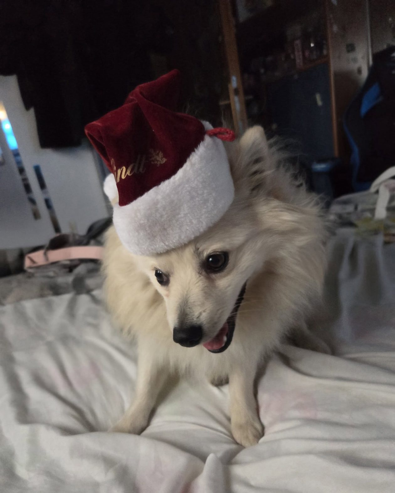 božić ljubimci pas mačka (39)