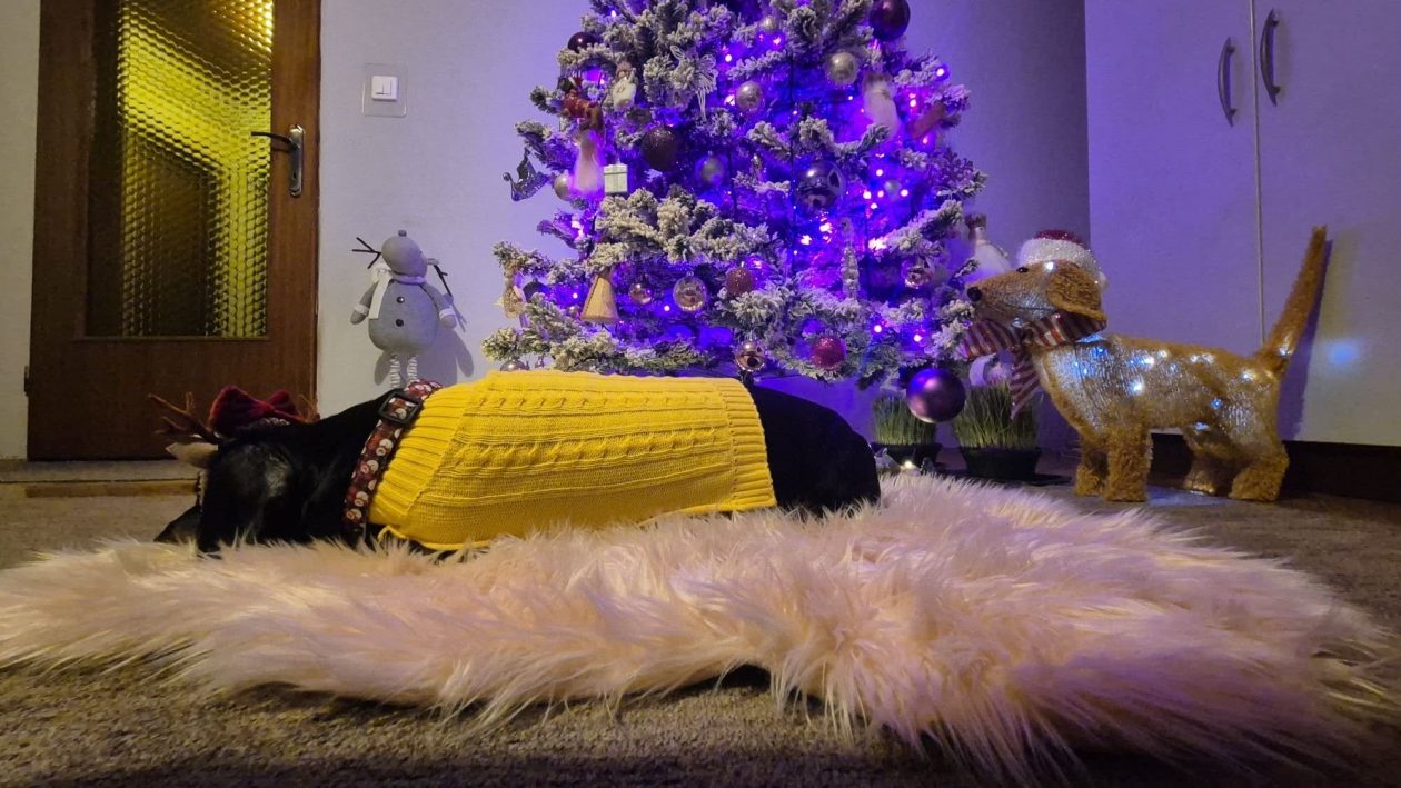 božić ljubimci pas mačka (4)
