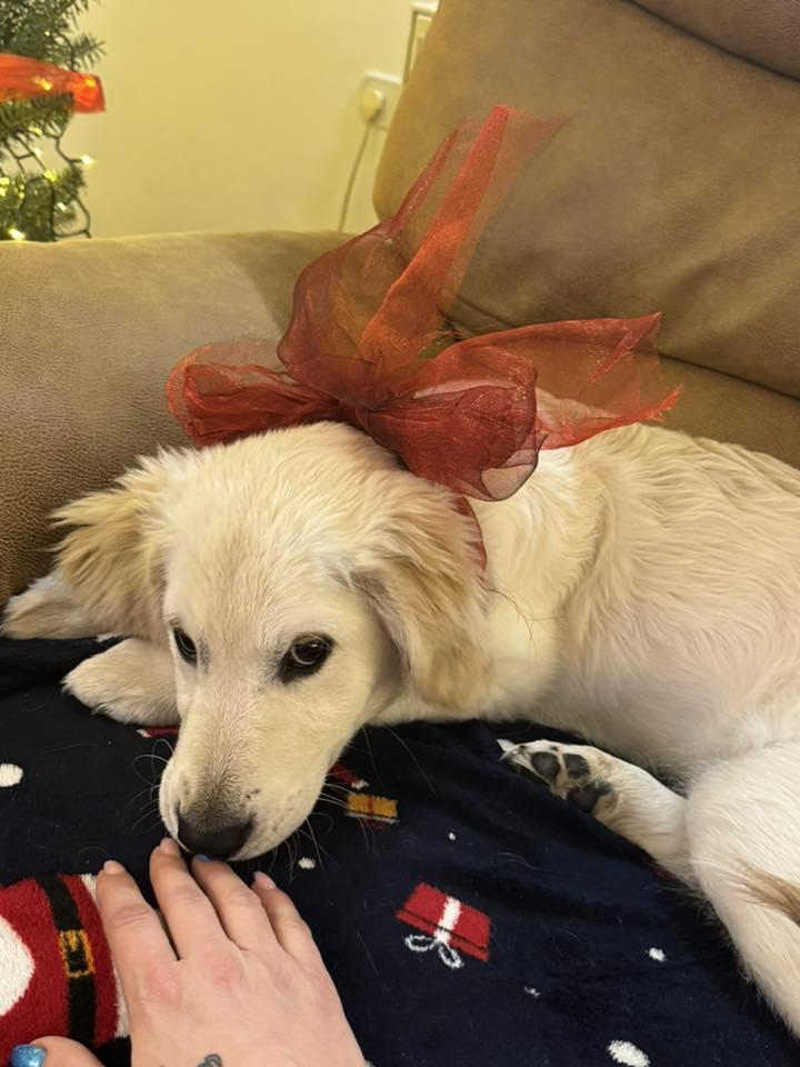 božić ljubimci pas mačka (40)