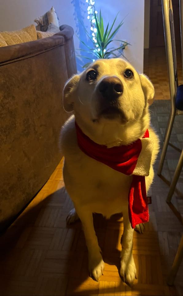 božić ljubimci pas mačka (41)