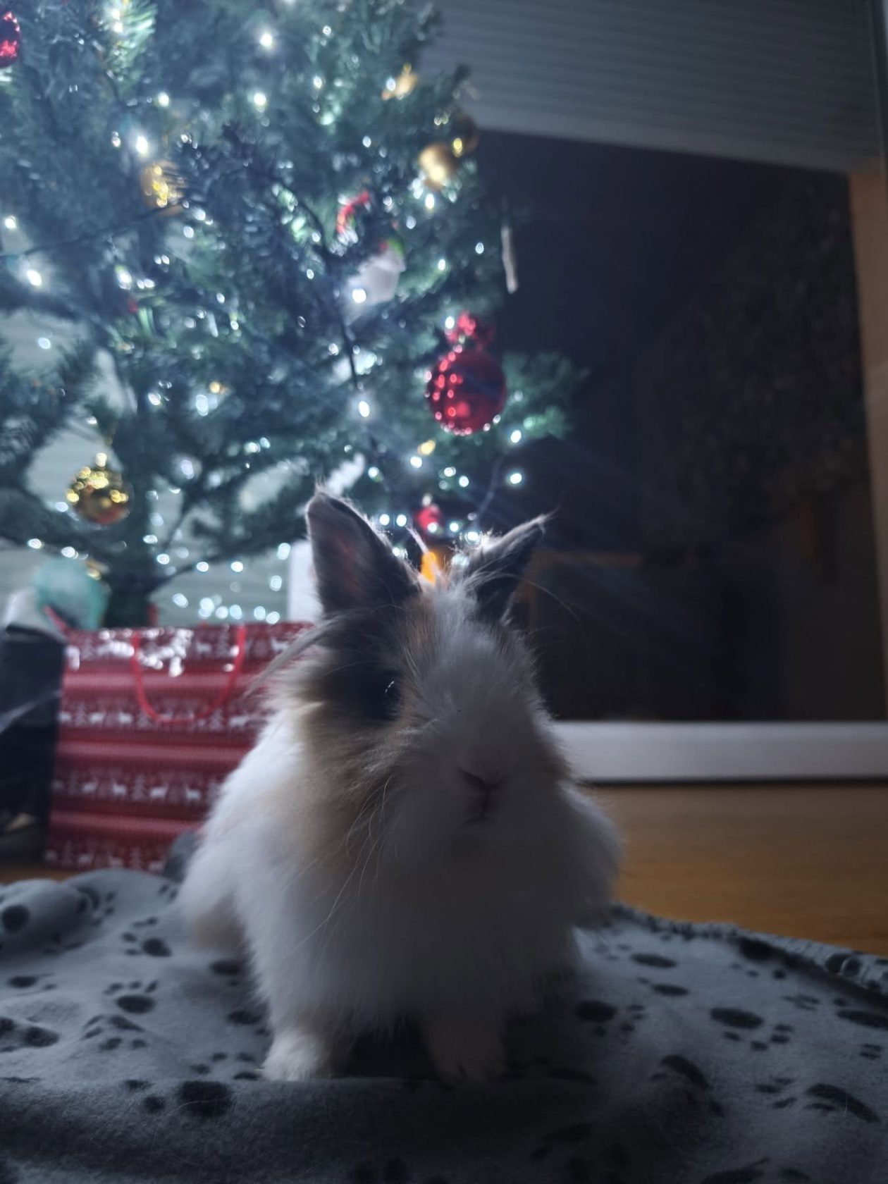 božić ljubimci pas mačka (42)