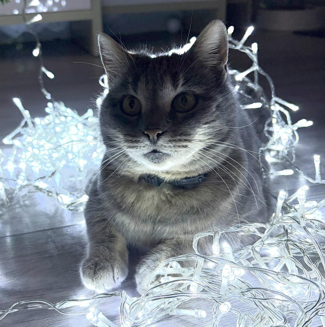 božić ljubimci pas mačka (43)