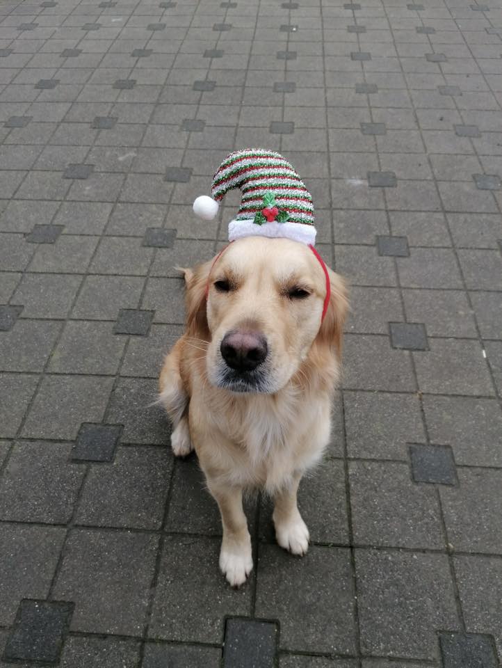 božić ljubimci pas mačka (44)