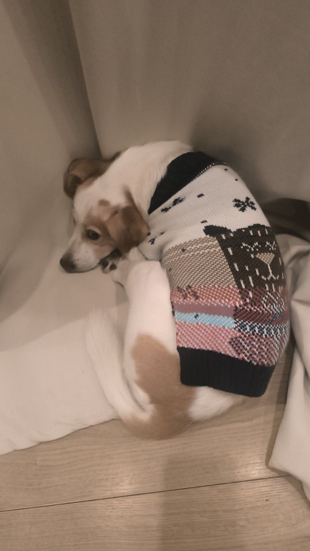 božić ljubimci pas mačka (45)